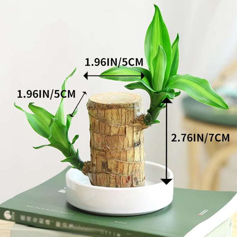 Brazilian Lucky Tree, with Doll and Plastic Tray, Easy to Grow Indoors