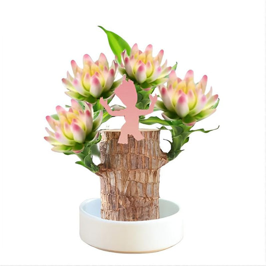 Brazilian Lucky Tree, with Doll and Plastic Tray, Easy to Grow Indoors
