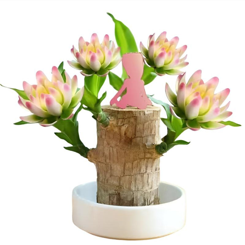 Brazilian Lucky Tree, with Doll and Plastic Tray, Easy to Grow Indoors