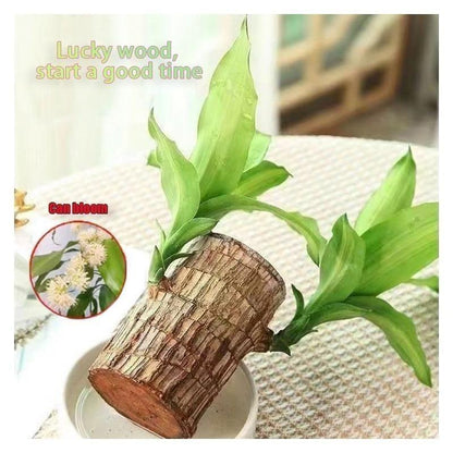Brazilian Lucky Tree, with Doll and Plastic Tray, Easy to Grow Indoors