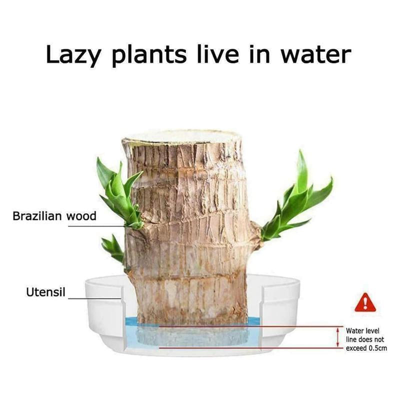 Brazilian Lucky Tree, with Doll and Plastic Tray, Easy to Grow Indoors